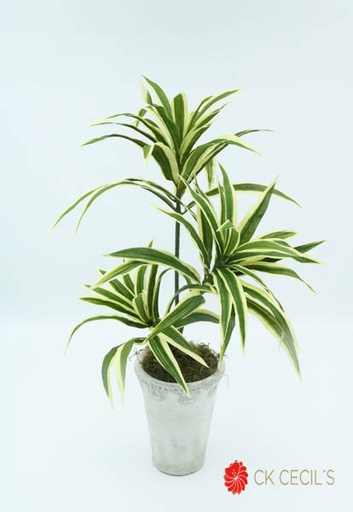 [413399] ANT. VASO CON DRACENA 50 CM. WH/GREEN