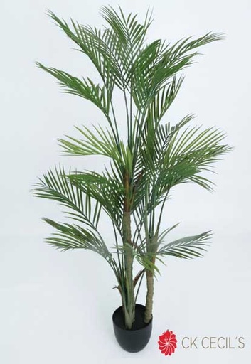 [413045] ARECA PALM TREE 1.52MTS.X25LVS