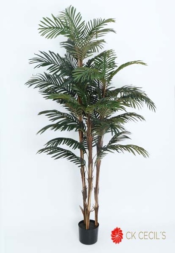 [413714] ROBELLINI PALM X 38LVS. X1.80M