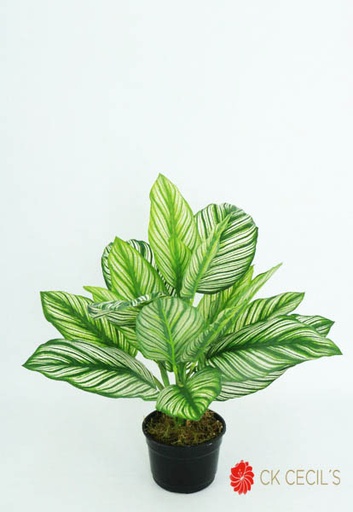 [413526] CALATHEA NAT. X 22LVS X 40 CM.