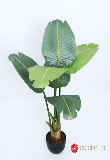 [413516] NEW TRAVELERS PALM X5X1.20MTS