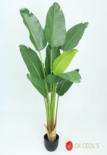 [413520] NEW TRAVELERS PALM X10X 1.5MTS