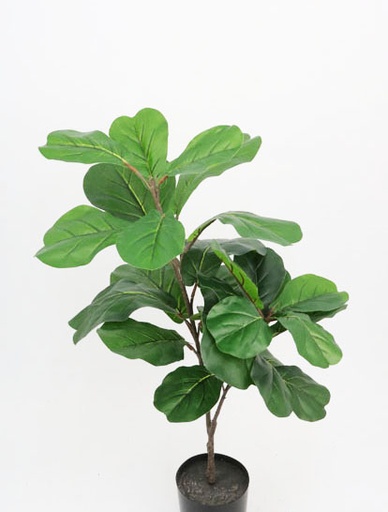 [413534] FIDDLE TREE NT X 27 LVS 91CM