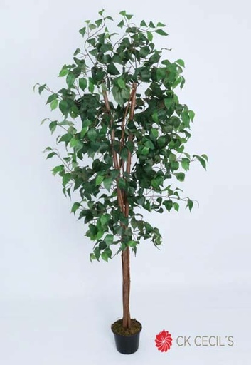 [4130313] FICUS ELECTRICO X 18 X 1.80MTS / GREEN