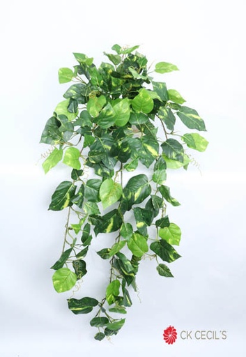 [4130315] POTHOS BUSH UV 1MT X180LVS / GREEN/CREAM