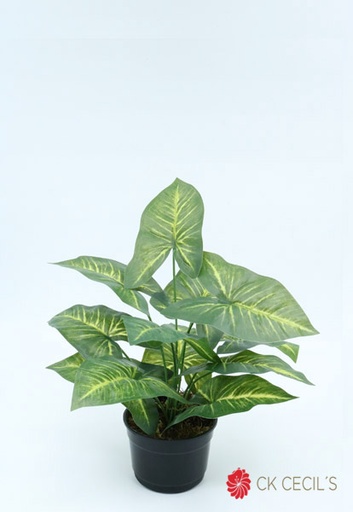 [4130360] SINGONIUM X 40 CM / GREEN