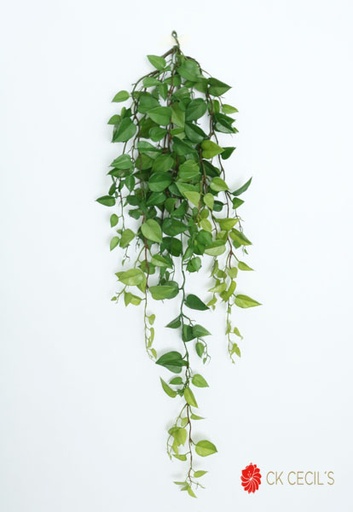 [4130367] POTHOS HANGING BUSH X 1.10 MTS / GREEN VR20243
