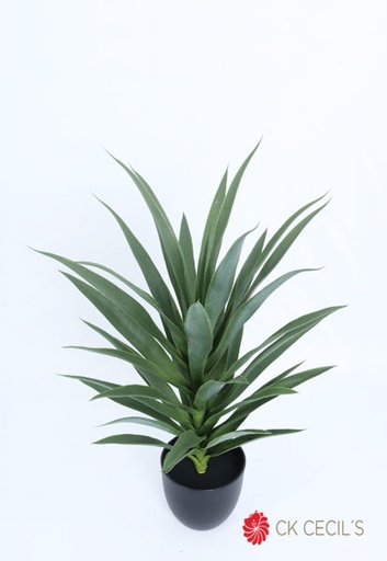 [4130369] SANSEVIERIA PLANT 79CM X 40LVS / DARK GREEN