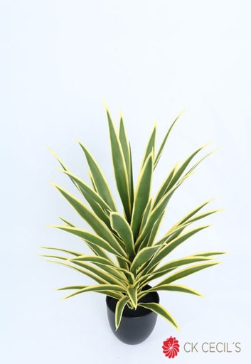 [4130370] SANSEVIERIA PLANT 79CM X 40LVS / GREEN YELLOW
