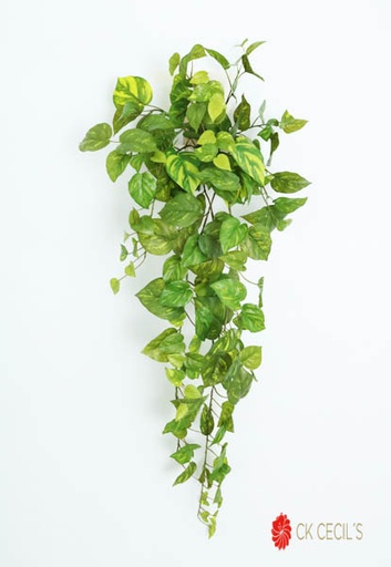 [4130373] POTHOS HANGING BUSH X159LV 98C / GREEN VR48001