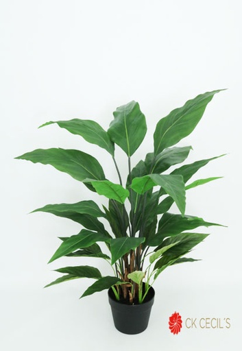 [4130384] SPATHPHILLUM PLANT X 36LV X91C / GREEN