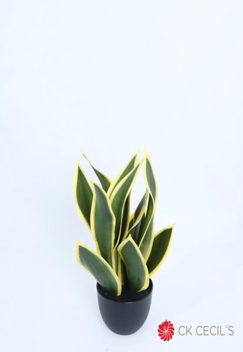 [4130386] SANSEVIERIA PLANT 48 CM X 11LV / GREEN/YELLOW