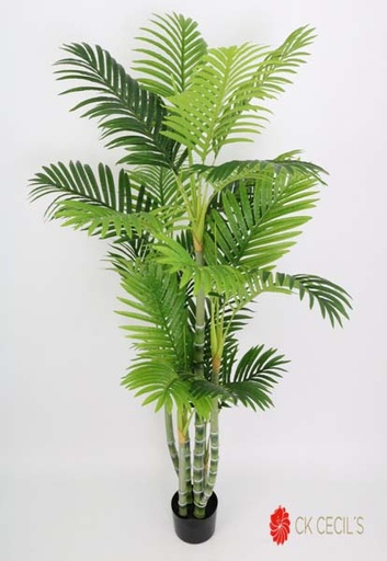 [413906] TROPICAL BIGGY NAT 18LVX1.20MT