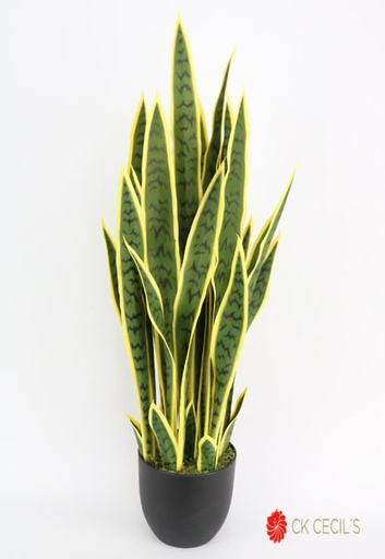 [413908] SANSEVIERIA PLANT 91CM. 29LVS.