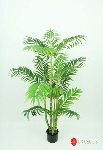 [413909] ARECA PALM TREE 560 LV 1.22 MTS