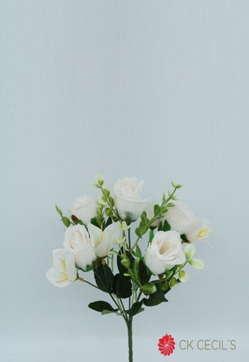 [413599] ROSE BUSH X 5  X30 CM WHITE