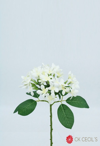 [413331] STEPHANOTIS SPRAY X 39 CM. CREAM FS22651