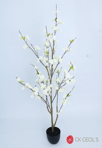 [4130394] CHERRY BLOSSOM TREE X 1.50 MTS WHITE