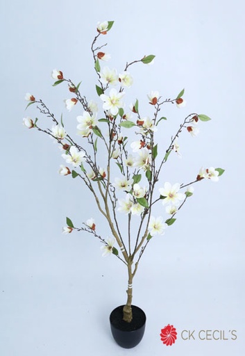 [4130395] MAGNOLIA TREE X 1.50 MTS. WHITE