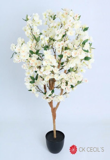 [4130397] CHERRY BLOSSOM TREE X 1.20MTS. WHITE