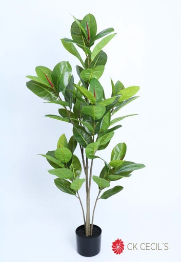 [4130398] RUBBER PLANT NAT. 1.22 MTS. GREEN