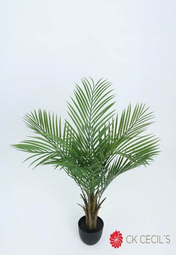 [4130400] KENTIA PALM TREE 92CM. X 8LVS. T.T. GREEN