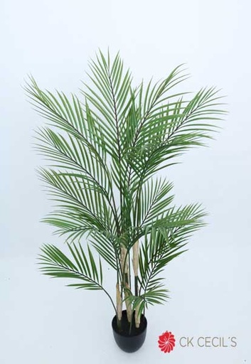 [4130403] NEW ARECA PALM X 17LVS.X1.20MT T.T. GREEN