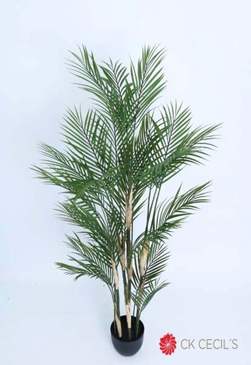 [4130405] NEW ARECA PALM X23LVS.X1.50MTS T.T. GREEN