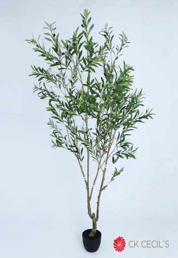 [4130406] OLIVE TREE X 1170L. X 2.40MTS. T.T. GREEN