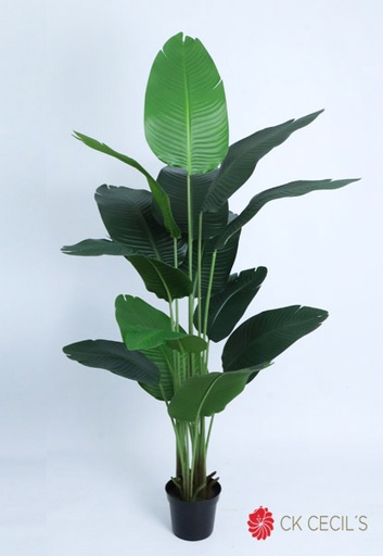 [4130408] TRAVELERS PALM TREE X 1.83MTS. GREEN