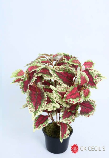 [4130449] COLEUS BUSH X 7 X 46 CM. BURGUNDY GREEN