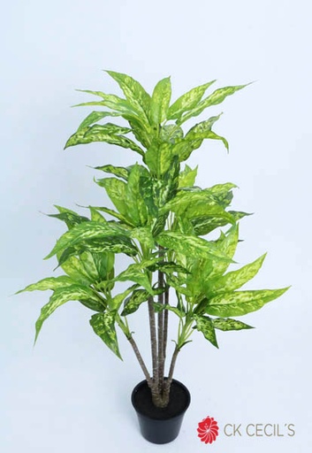 [4130451] AGLAONEMA PLANT NAT X 5 X 90CM GR VI