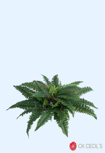 [4130453] BOSTON FERN X 38 LVS X 58 CM. GREEN