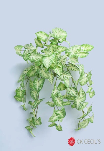 [4130454] SYNGONIUM CAIDA NAT X12 X66CM. GREEN