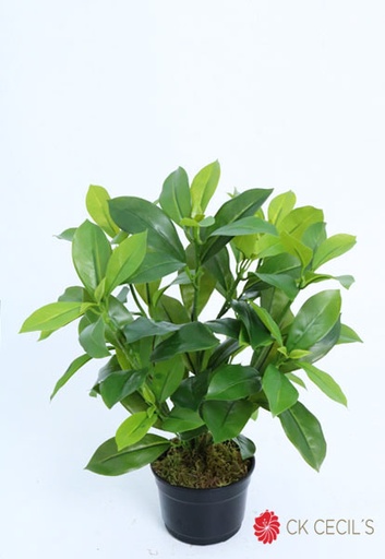 [4130455] FAGRAEA CEILANICA BU NAT.X5X43 GREEN