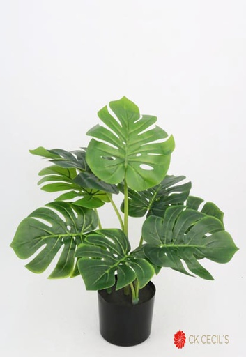 [4130456] SPLIT PHILO NAT X 8 X 61 CM. T.T. GREEN