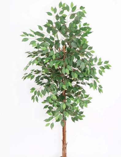 [4130084] FICUS X18 X 1.80MT VERDE