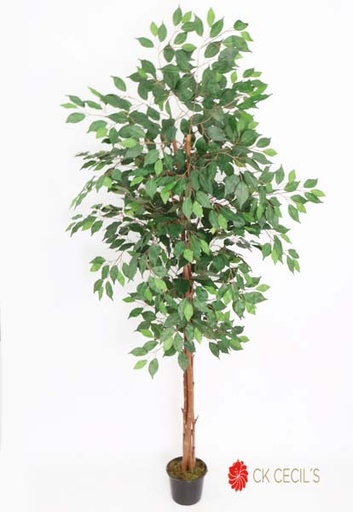[4130084] FICUS X18 X 1.80MT VERDE
