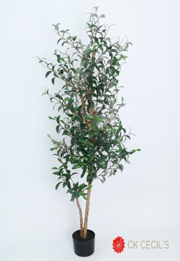 [4130115] OLIVE TREE X 744 LVS. X 1.50MT T.T. GREEN