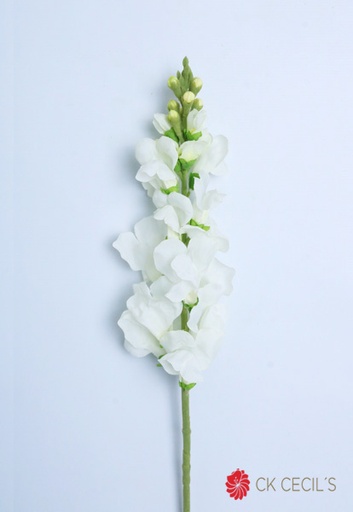 [4130244] SNAPDRAGON SPRAY X 79 CM. CREAM