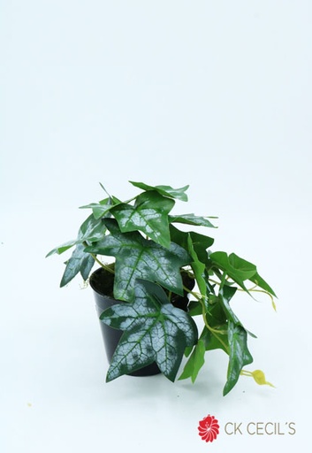 [413484] IVY CAIDA 18 X 24 CM. GREEN