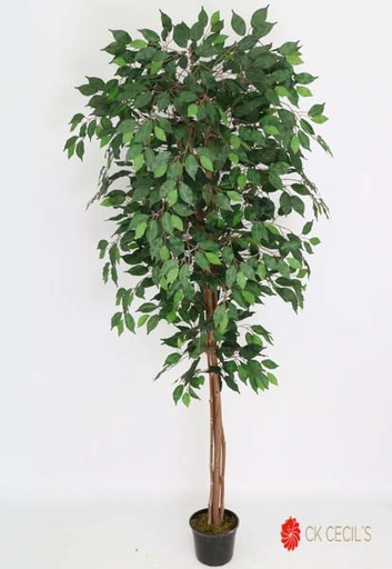 [413247] FICUS X24 X 2.10MT VERDE
