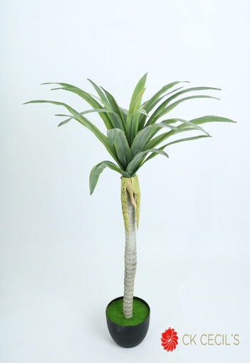 [413248] DRACENA TREE NT. X27LVS.X1.20M T.T. GREEN