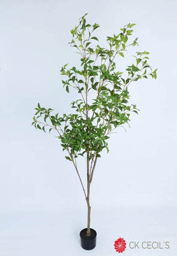[413250] JAPONICA TREE X 385LVS.X2.10MT T.T. GREEN