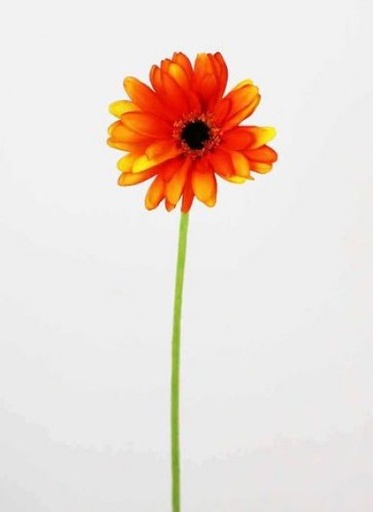 [413443] GERBERA 22 PG.(56CM) ORANGE