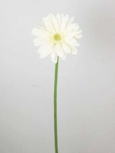 [413444] GERBERA 22 56CM CREAM