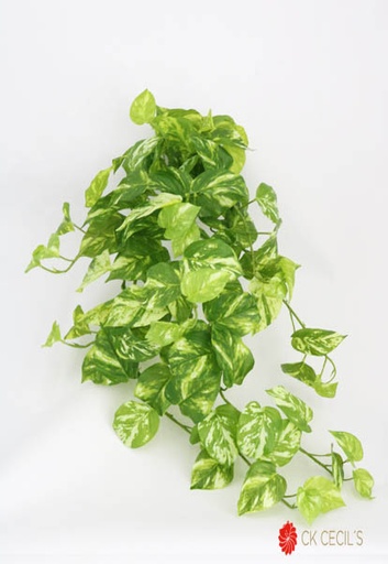 [413489] POTHOS MARBLE CAID.NAT.TOUCH15 GR/VI