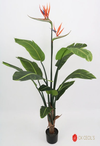 [413657] BIRD OF PARADISE 1.20 X10LVS. ORANGE GREEN VR53001