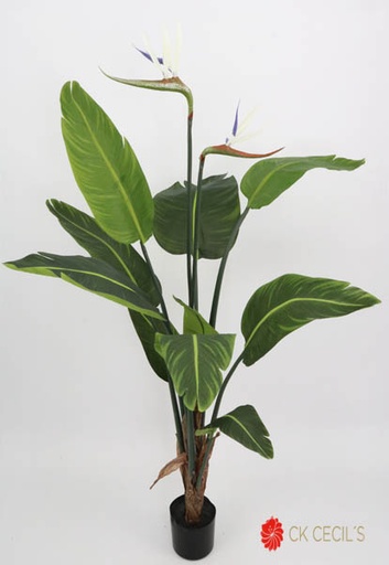 [413658] BIRD OF PARADISE 1.20 X10LVS. WHITE GREEN VR413658