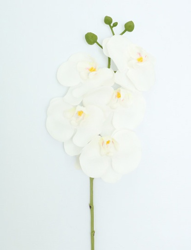 [413784] PHALEANOPSIS SPRAY X 60CM WHITE